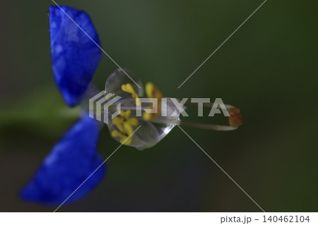 秋の野に咲く露草の青い花 秋の野に咲く露草の青い花 140462104