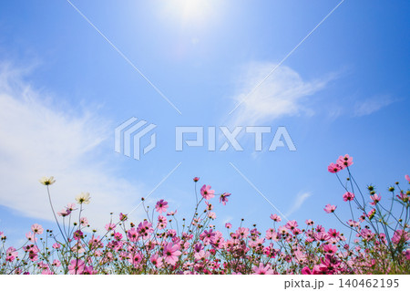 青空に咲くピンクのコスモスを柔らかく撮影した写真 140462195