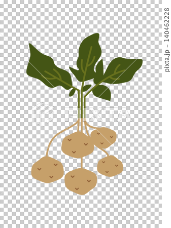 Illustration of harvesting potatoes Illustration of harvesting potatoes 140462228