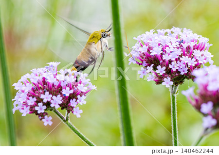 ホバリングしながらピンク色の花の蜜を吸うオオスカシバ 140462244
