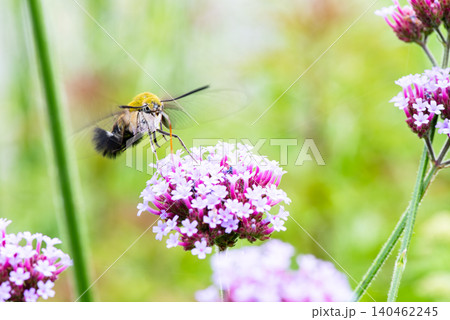 ホバリングしながら花の蜜を吸うスズメガ科のオオスカシバ 140462245