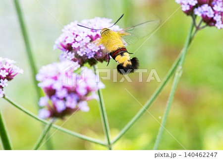 ホバリングしながらバーベナの花の蜜を吸うオオスカシバの後ろ姿 140462247