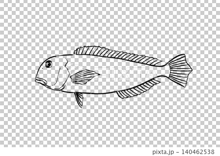 紅鯛魚(Akaamadai)插圖,一種海水魚的線條畫,風格類似野外指南。 紅鯛魚(Akaamadai)插圖,一種海水魚的線條畫,風格類似野外指南。 140462538