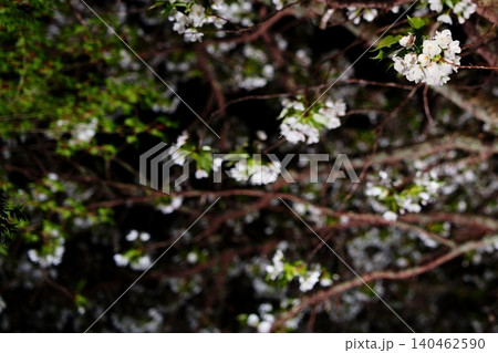 夜桜の花と枝が彩る春の情景 140462590