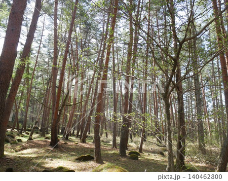 Beautiful Pine Forest with Soft Sunbeams in Early  140462800