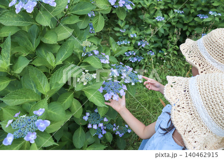 紫陽花を指さして観察する姉妹の手元と後ろ姿 紫陽花を指さして観察する姉妹の手元と後ろ姿 140462915