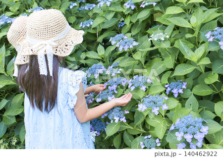紫陽花を観察する麦わら帽子の女の子 初夏の自然体験 140462922
