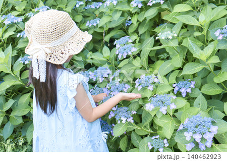 初夏の紫陽花を観察する麦わら帽子の女の子 初夏の紫陽花を観察する麦わら帽子の女の子 140462923