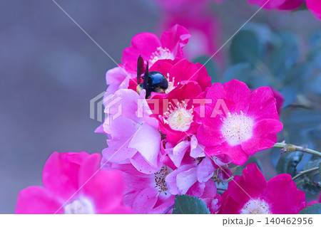 赤い薔薇の花 赤い薔薇の花 140462956