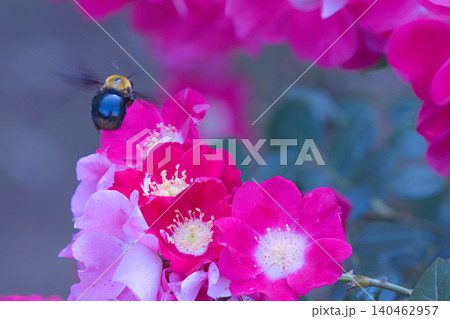 赤い薔薇とキムネクマバチ 140462957