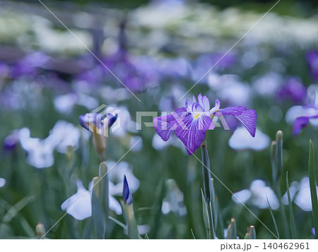 紫色のショウブの花 紫色のショウブの花 140462961