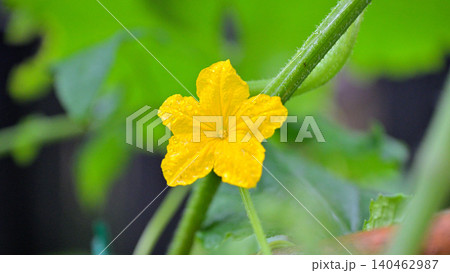 雨に濡れるキュウリの花 家庭菜園で咲く黄色い野菜の花 マクロ撮影 雨に濡れるキュウリの花 家庭菜園で咲く黄色い野菜の花 マクロ撮影 140462987