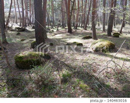 Scenic Japanese Woodland Landscape with Sunlight F Scenic Japanese Woodland Landscape with Sunlight F 140463016