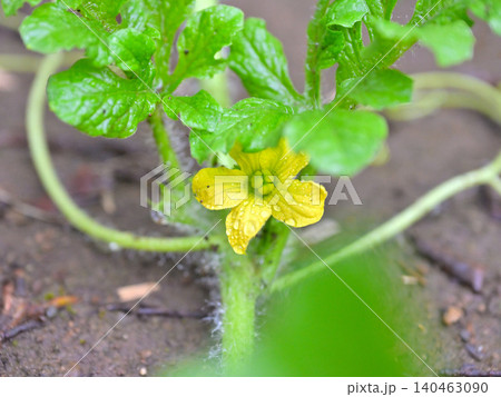 雨に濡れるスイカの花 家庭菜園で咲く黄色い夏野菜の花 マクロ撮影 140463090