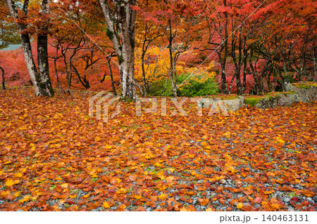 丹波紅葉三山の一つ兵庫県丹波市の高源寺秋の紅葉を撮影 丹波紅葉三山の一つ兵庫県丹波市の高源寺秋の紅葉を撮影 140463131