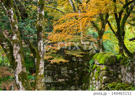 丹波紅葉三山の一つ兵庫県丹波市の高源寺秋の紅葉を撮影 140463152