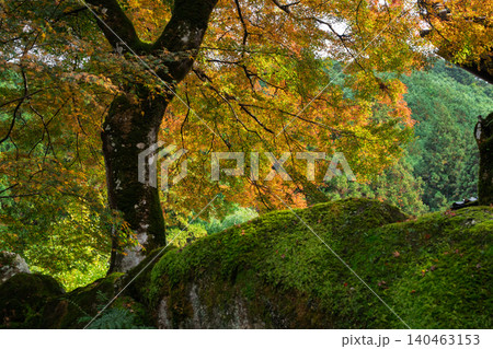 丹波紅葉三山の一つ兵庫県丹波市の高源寺秋の紅葉を撮影 丹波紅葉三山の一つ兵庫県丹波市の高源寺秋の紅葉を撮影 140463153