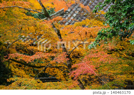 丹波紅葉三山の一つ兵庫県丹波市の高源寺秋の紅葉を撮影 丹波紅葉三山の一つ兵庫県丹波市の高源寺秋の紅葉を撮影 140463170