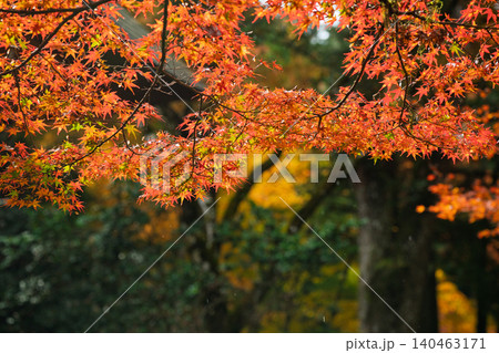 丹波紅葉三山の一つ兵庫県丹波市の高源寺秋の紅葉を撮影 140463171