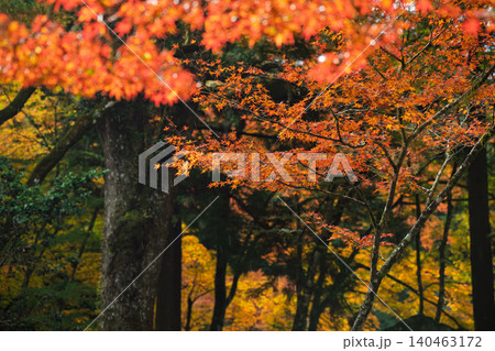 丹波紅葉三山の一つ兵庫県丹波市の高源寺秋の紅葉を撮影 140463172