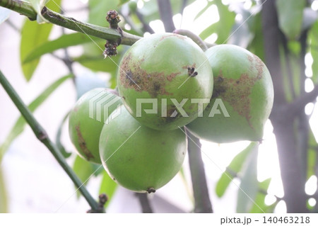 Garcinia xanthochymus, false mangosteen, gamboge, yellow mangosteen plant Garcinia xanthochymus, false mangosteen, gamboge, yellow mangosteen plant 140463218