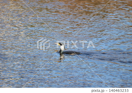 カワウが川を泳ぐ姿 カワウが川を泳ぐ姿 140463233