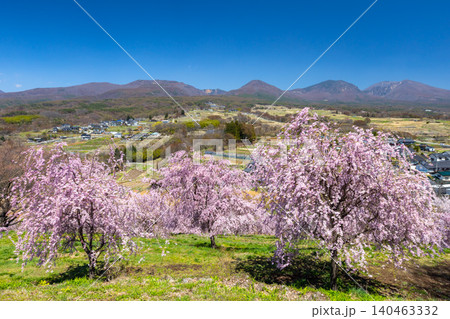 長野県小諸市諸東房　桜の名所飯綱山公園　浅間山や高峰山を望む高台の斜面に小諸八重紅枝垂などが咲く景色 140463332