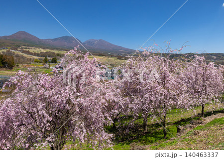 長野県小諸市諸東房 桜の名所飯綱山公園 浅間山や高峰山を望む高台の斜面に小諸八重紅枝垂などが咲く景色 長野県小諸市諸東房 桜の名所飯綱山公園 浅間山や高峰山を望む高台の斜面に小諸八重紅枝垂などが咲く景色 140463337