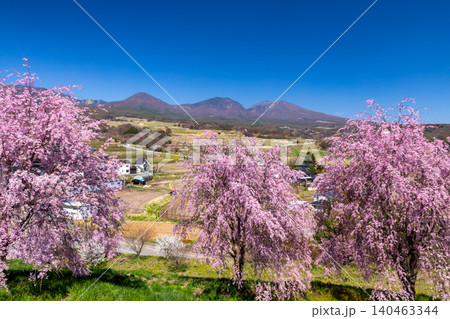 長野県小諸市諸東房　桜の名所飯綱山公園　浅間山や高峰山を望む高台の斜面に小諸八重紅枝垂などが咲く景色 140463344