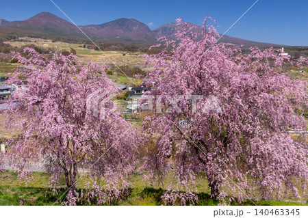 長野県小諸市諸東房 桜の名所飯綱山公園 浅間山や高峰山を望む高台の斜面に小諸八重紅枝垂などが咲く景色 長野県小諸市諸東房 桜の名所飯綱山公園 浅間山や高峰山を望む高台の斜面に小諸八重紅枝垂などが咲く景色 140463345