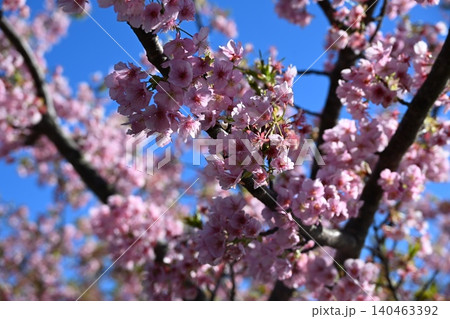 南伊豆で満開になる河津桜、穴場スポット 南伊豆で満開になる河津桜、穴場スポット 140463392