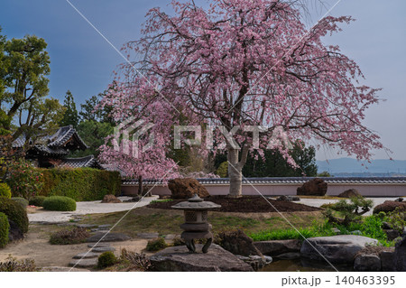 京都市西京区正法寺に春本番に咲き誇る桜を撮影 京都市西京区正法寺に春本番に咲き誇る桜を撮影 140463395