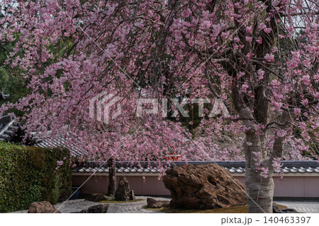 京都市西京区正法寺に春本番に咲き誇る桜を撮影 140463397