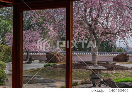 京都市西京区正法寺に春本番に咲き誇る桜を撮影 140463402