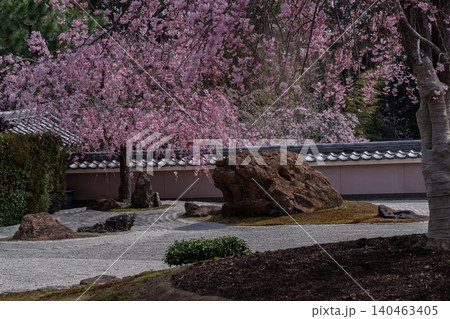 京都市西京区正法寺に春本番に咲き誇る桜を撮影 140463405