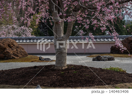 京都市西京区正法寺に春本番に咲き誇る桜を撮影 京都市西京区正法寺に春本番に咲き誇る桜を撮影 140463406