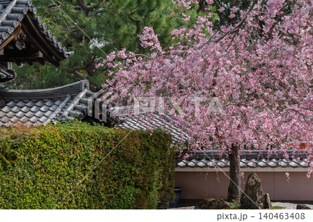 京都市西京区正法寺に春本番に咲き誇る桜を撮影 京都市西京区正法寺に春本番に咲き誇る桜を撮影 140463408