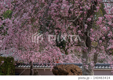 京都市西京区正法寺に春本番に咲き誇る桜を撮影 京都市西京区正法寺に春本番に咲き誇る桜を撮影 140463414