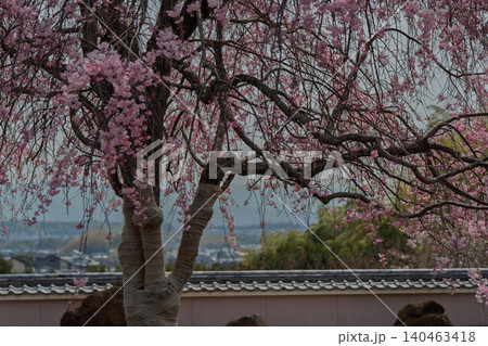 京都市西京区正法寺に春本番に咲き誇る桜を撮影 京都市西京区正法寺に春本番に咲き誇る桜を撮影 140463418
