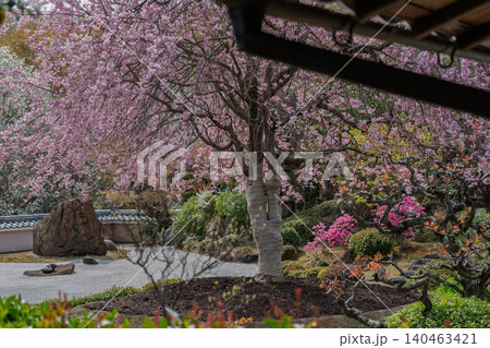 京都市西京区正法寺に春本番に咲き誇る桜を撮影 京都市西京区正法寺に春本番に咲き誇る桜を撮影 140463421