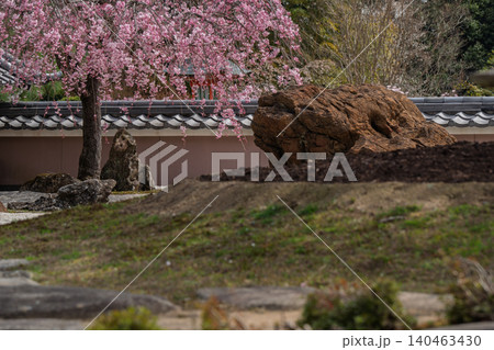 京都市西京区正法寺に春本番に咲き誇る桜を撮影 京都市西京区正法寺に春本番に咲き誇る桜を撮影 140463430