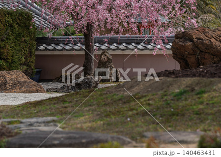 京都市西京区正法寺に春本番に咲き誇る桜を撮影 京都市西京区正法寺に春本番に咲き誇る桜を撮影 140463431