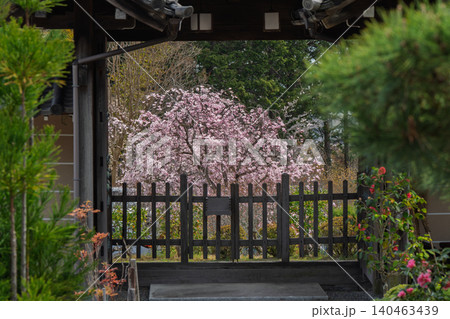 京都市西京区正法寺に春本番に咲き誇る桜を撮影 京都市西京区正法寺に春本番に咲き誇る桜を撮影 140463439
