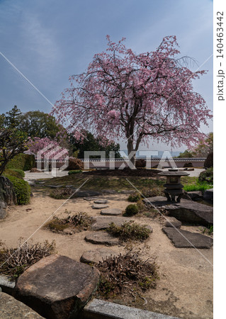 京都市西京区正法寺に春本番に咲き誇る桜を撮影 140463442