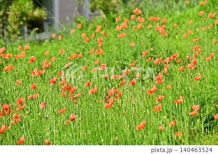 空き地に咲き乱れるナガミヒナゲシの花 空き地に咲き乱れるナガミヒナゲシの花 140463524