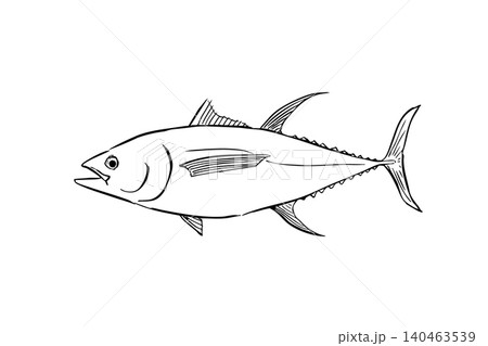 キハダマグロのイラスト 海水魚線画 図鑑風 キハダマグロのイラスト 海水魚線画 図鑑風 140463539