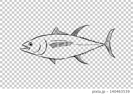 キハダマグロのイラスト 海水魚線画 図鑑風 キハダマグロのイラスト 海水魚線画 図鑑風 140463539
