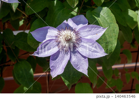うす紫の萼の花、カザグルマ【キンポウゲ科】 うす紫の萼の花、カザグルマ【キンポウゲ科】 140463546