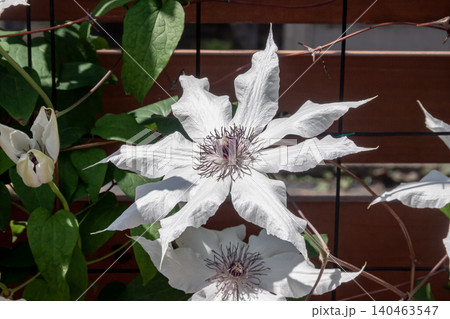 白色の萼の花、カザグルマ【キンポウゲ科】 140463547