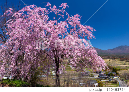 長野県小諸市諸東房 桜の名所飯綱山公園 浅間山や高峰山を望む高台の斜面に小諸八重紅枝垂などが咲く景色 長野県小諸市諸東房 桜の名所飯綱山公園 浅間山や高峰山を望む高台の斜面に小諸八重紅枝垂などが咲く景色 140463724